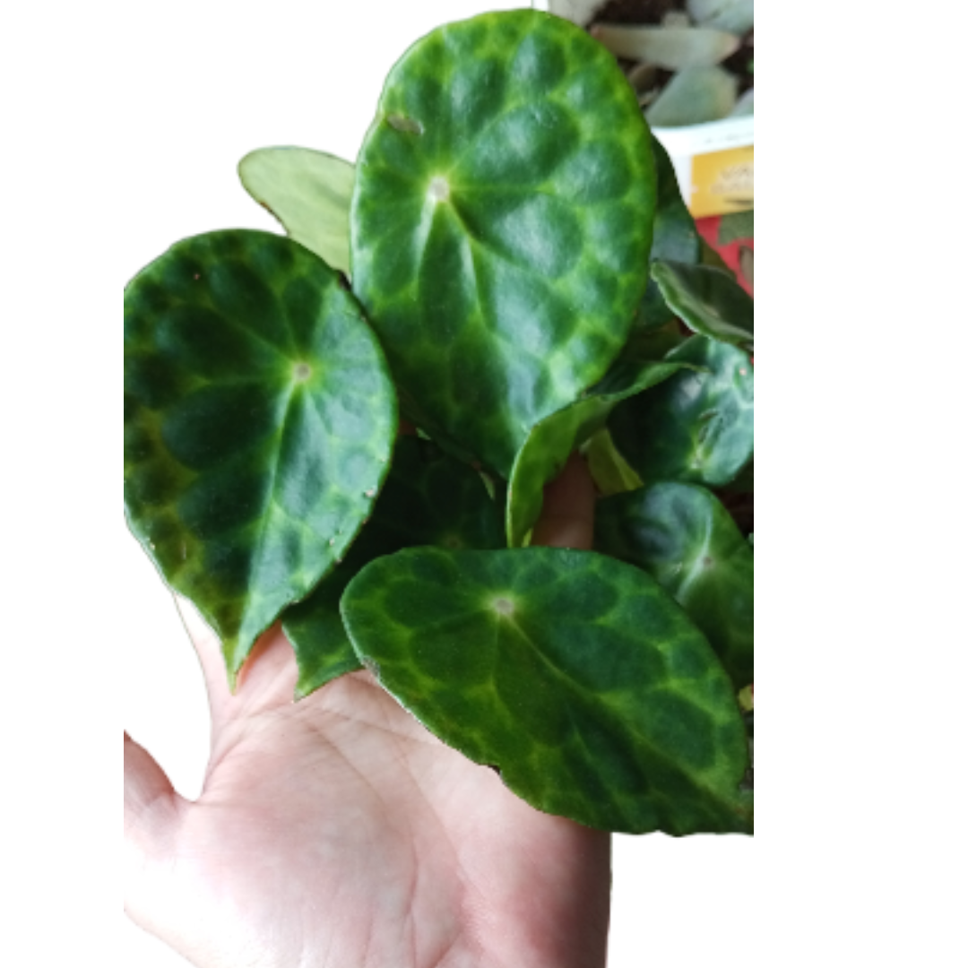 BEGONIA KINGIANA