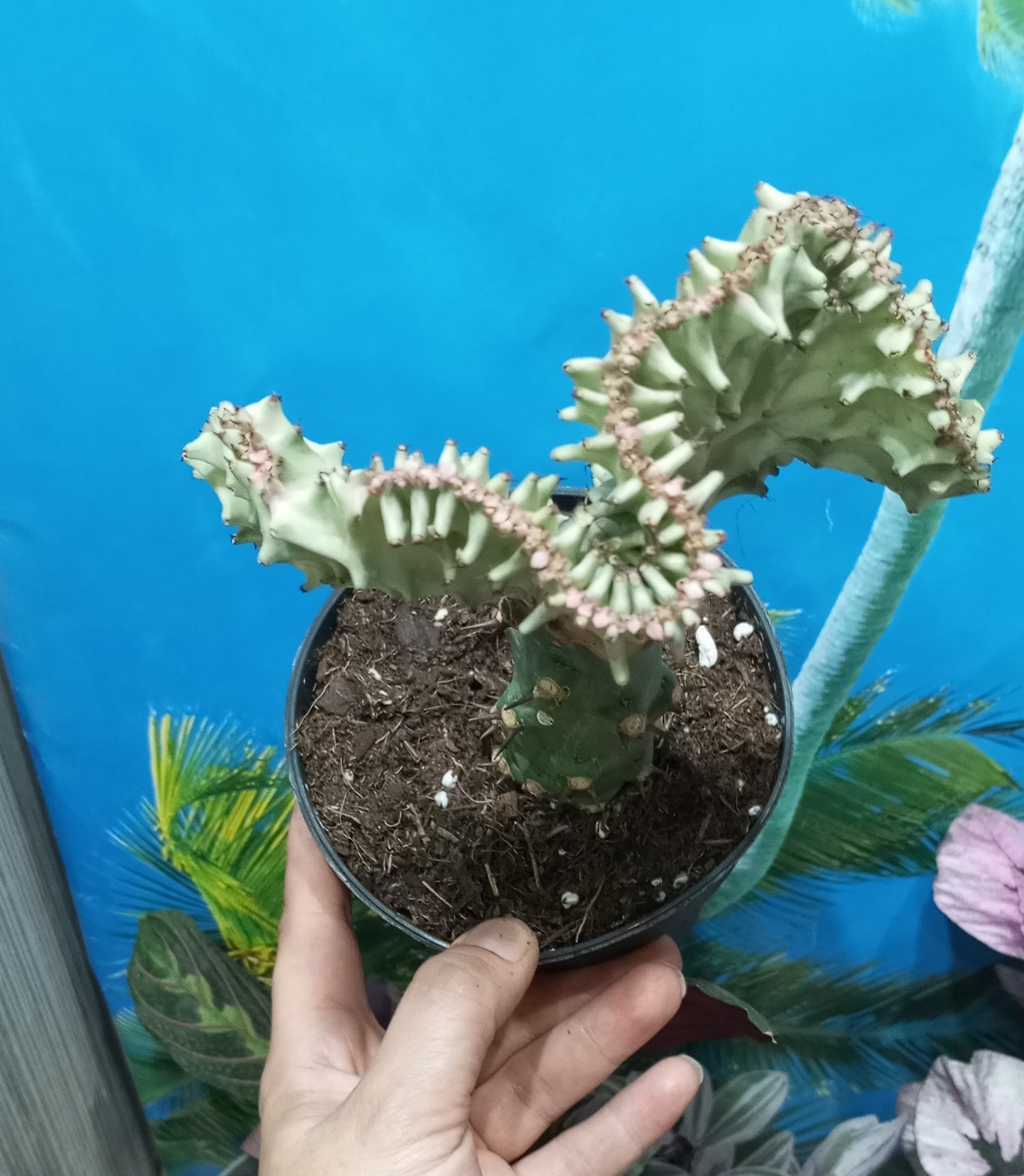 EUPHORBIA LÁCTEA CRISTATA