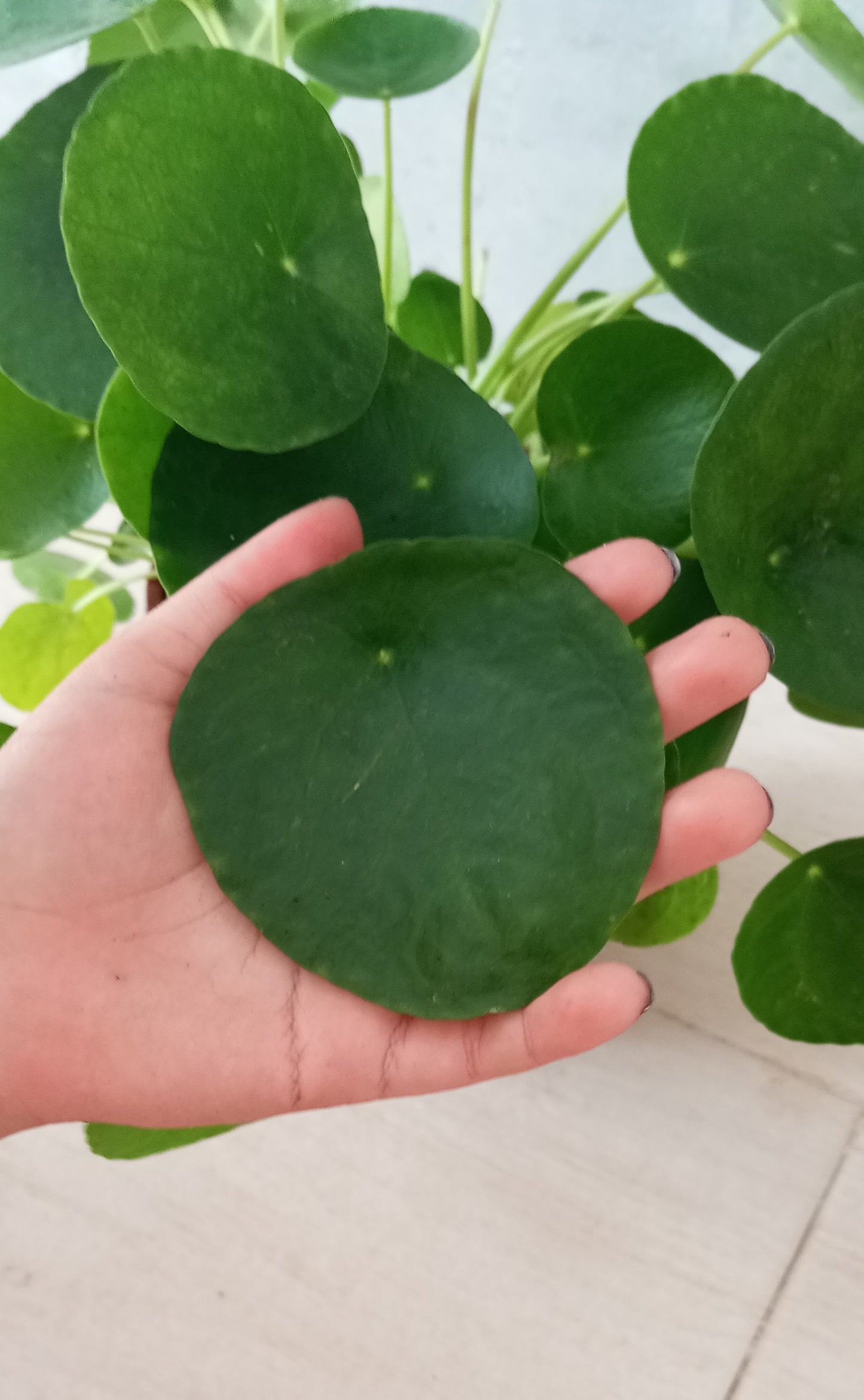 PILEA PEPEROMIODES