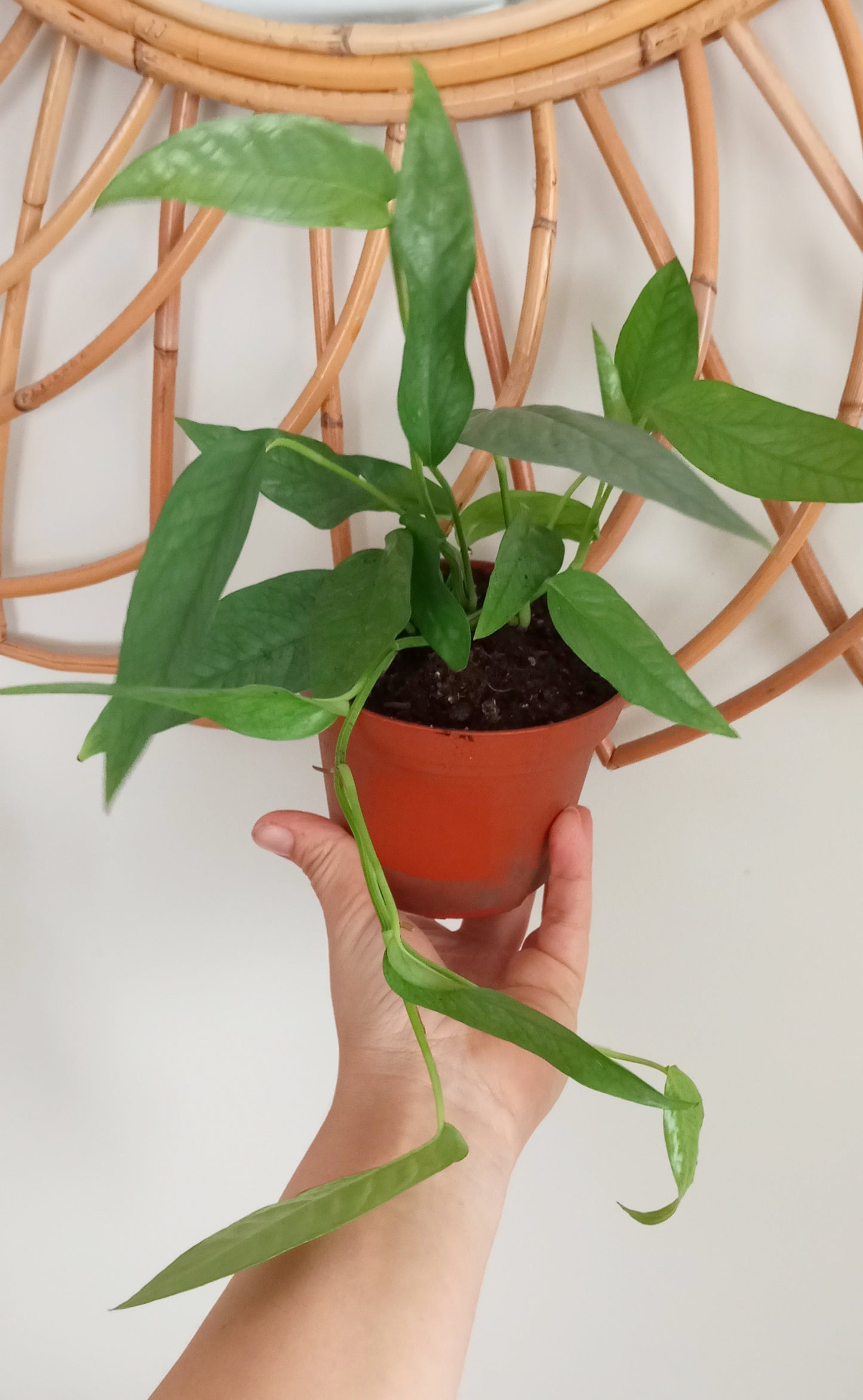 EPIPREMNUM CEBU BLUE