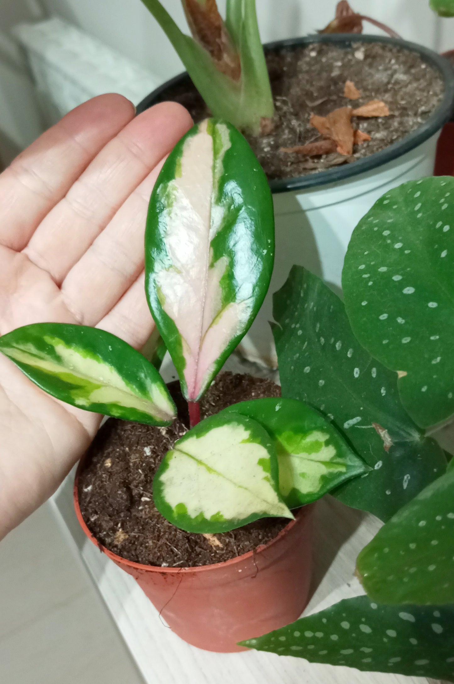 HOYA KRIMSON PRINCESS