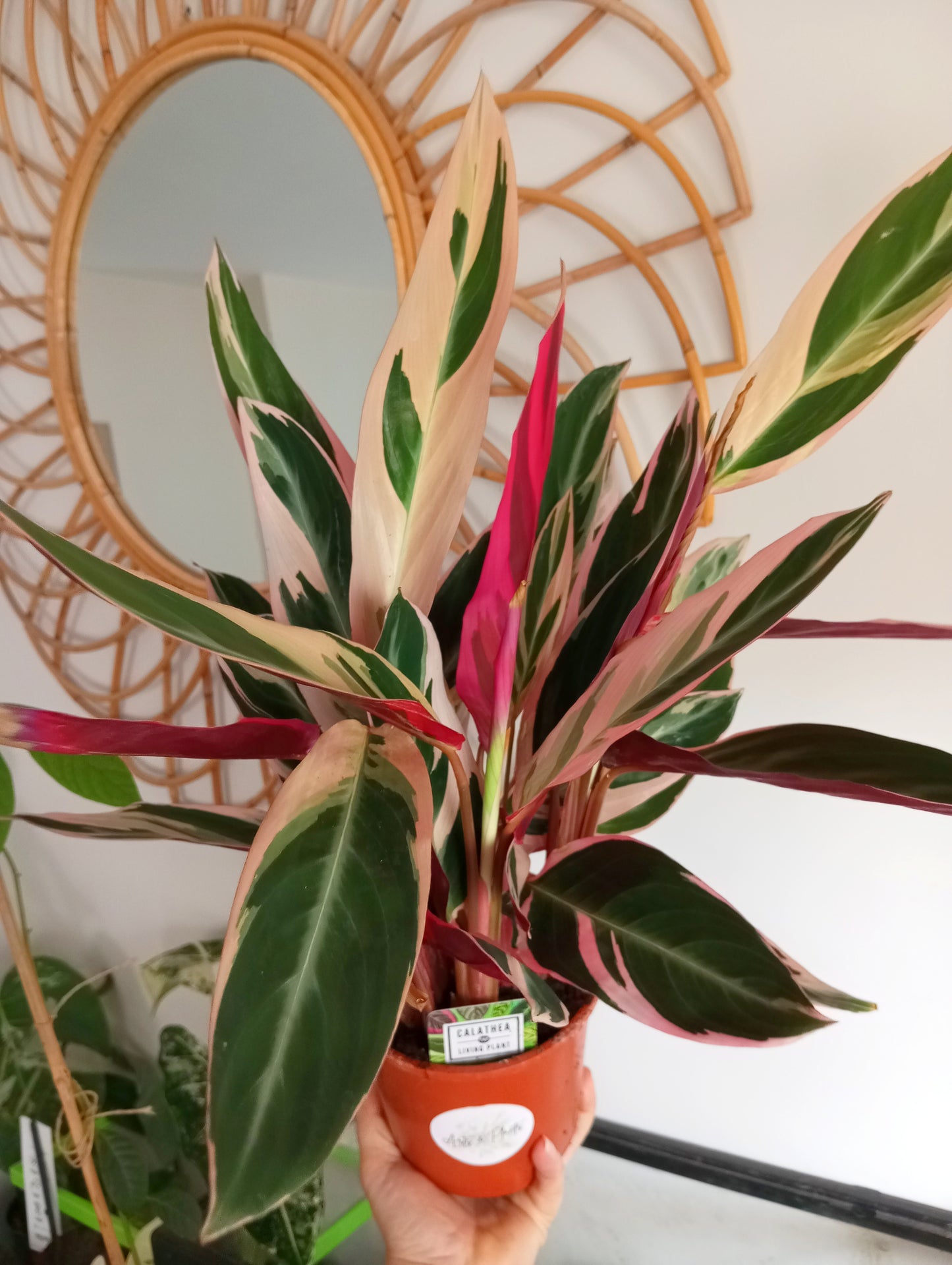 CALATHEA STROMANTHE TRIOSTAR