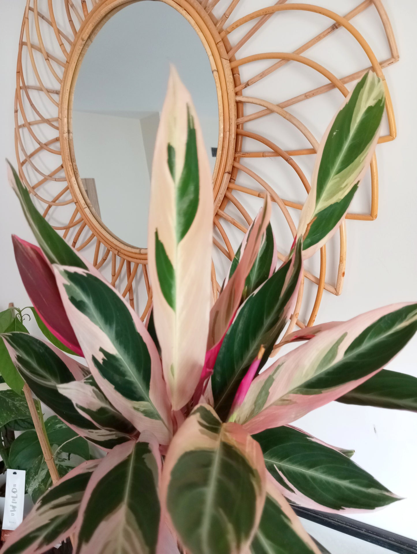 CALATHEA STROMANTHE TRIOSTAR