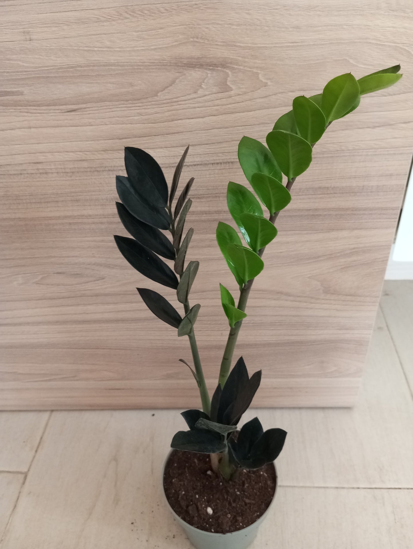 ZAMIOCULCA BLACK RAVEN