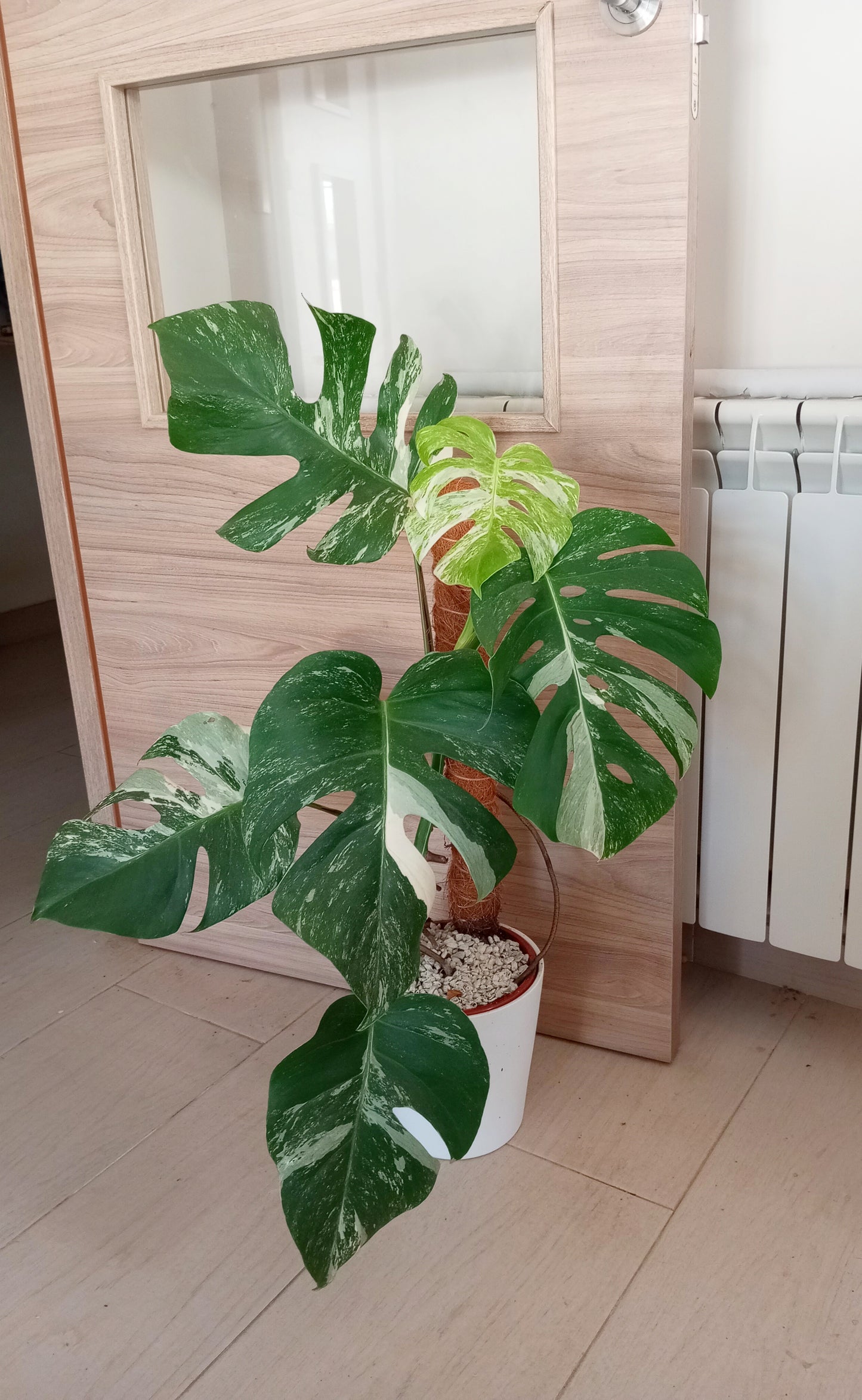 MONSTERA VARIEGADA