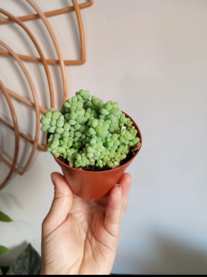 SEDUM BURRITO