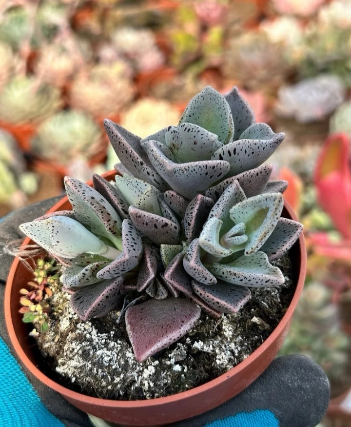 LENOPHYLLUM GUTTATUM