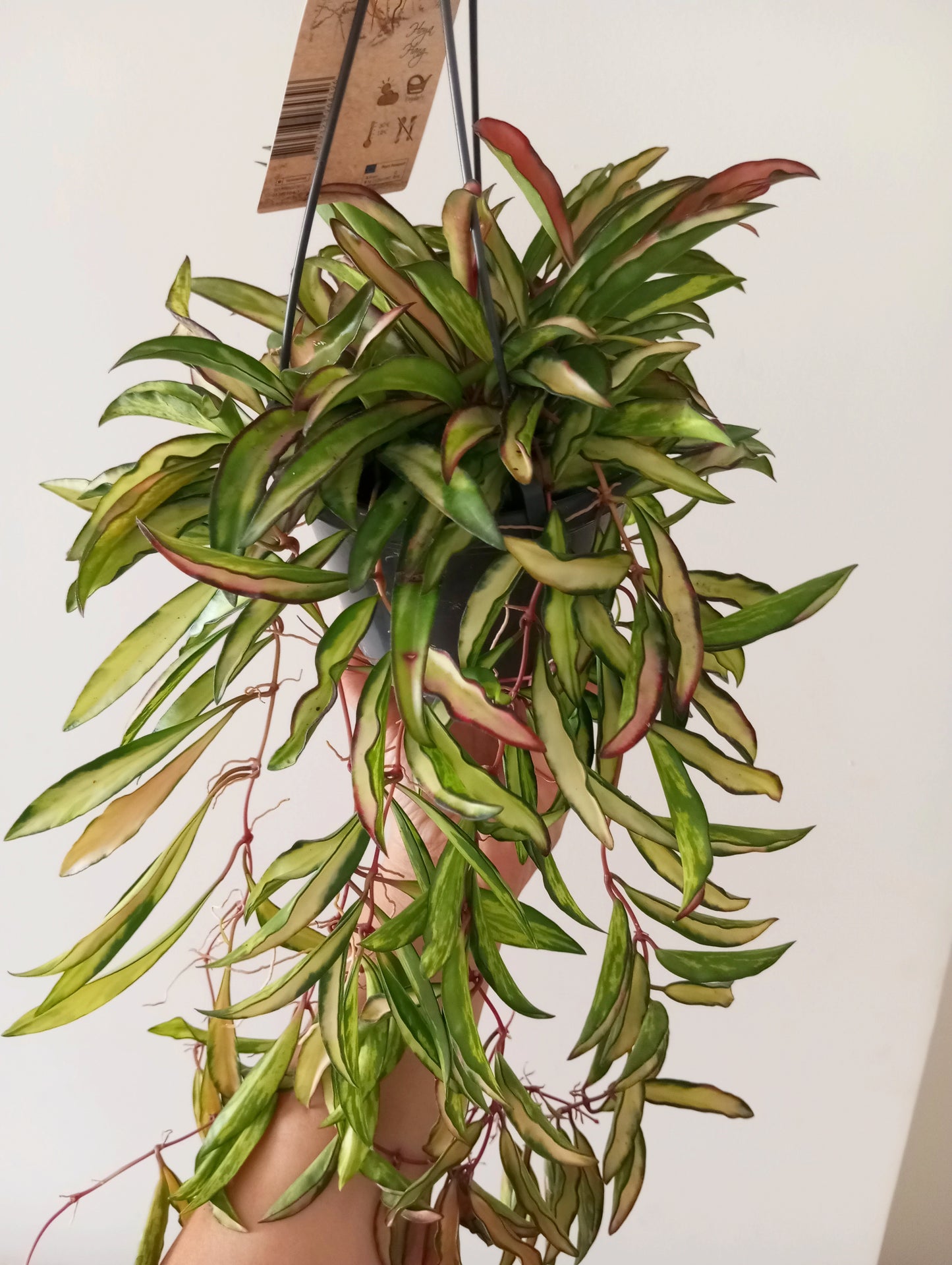 HOYA WAYETII TRICOLOR