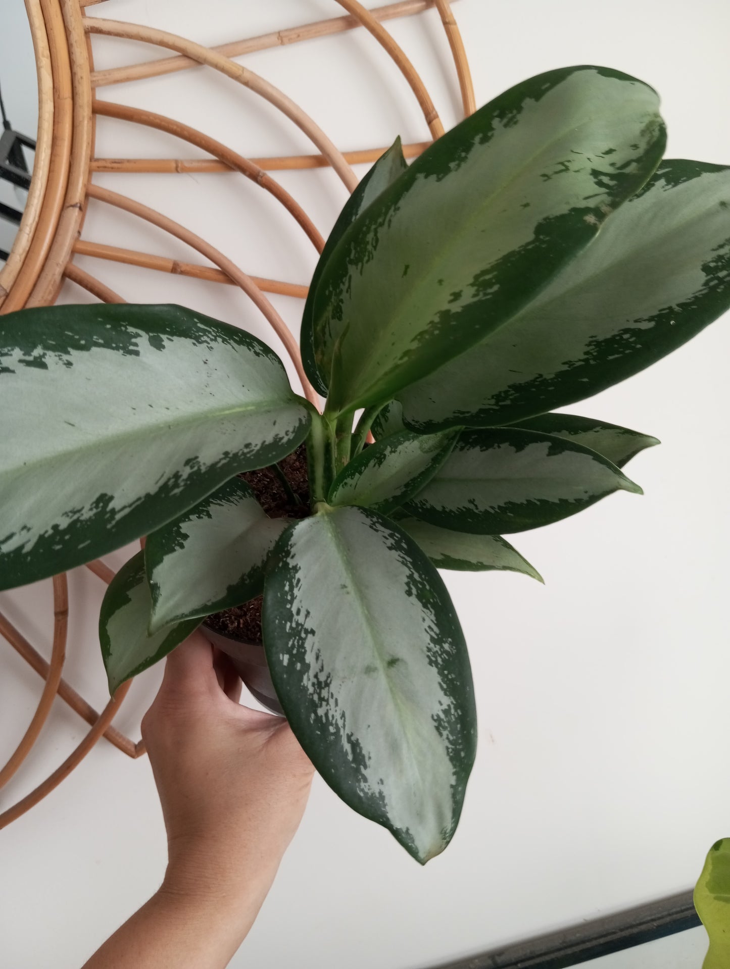 AGLAONEMA SILVER BLUE