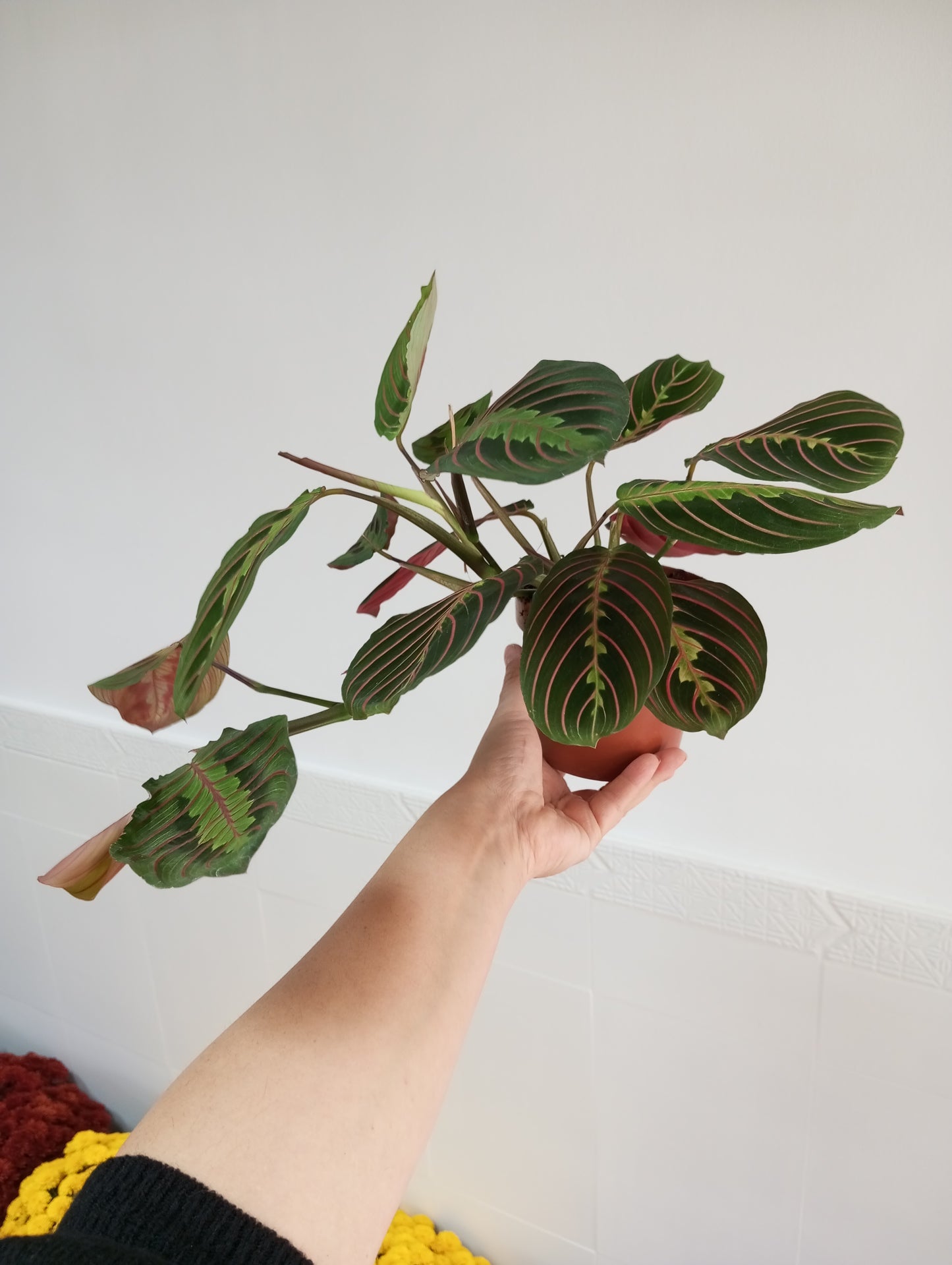 MARANTA FASCINATOR TRICOLOR