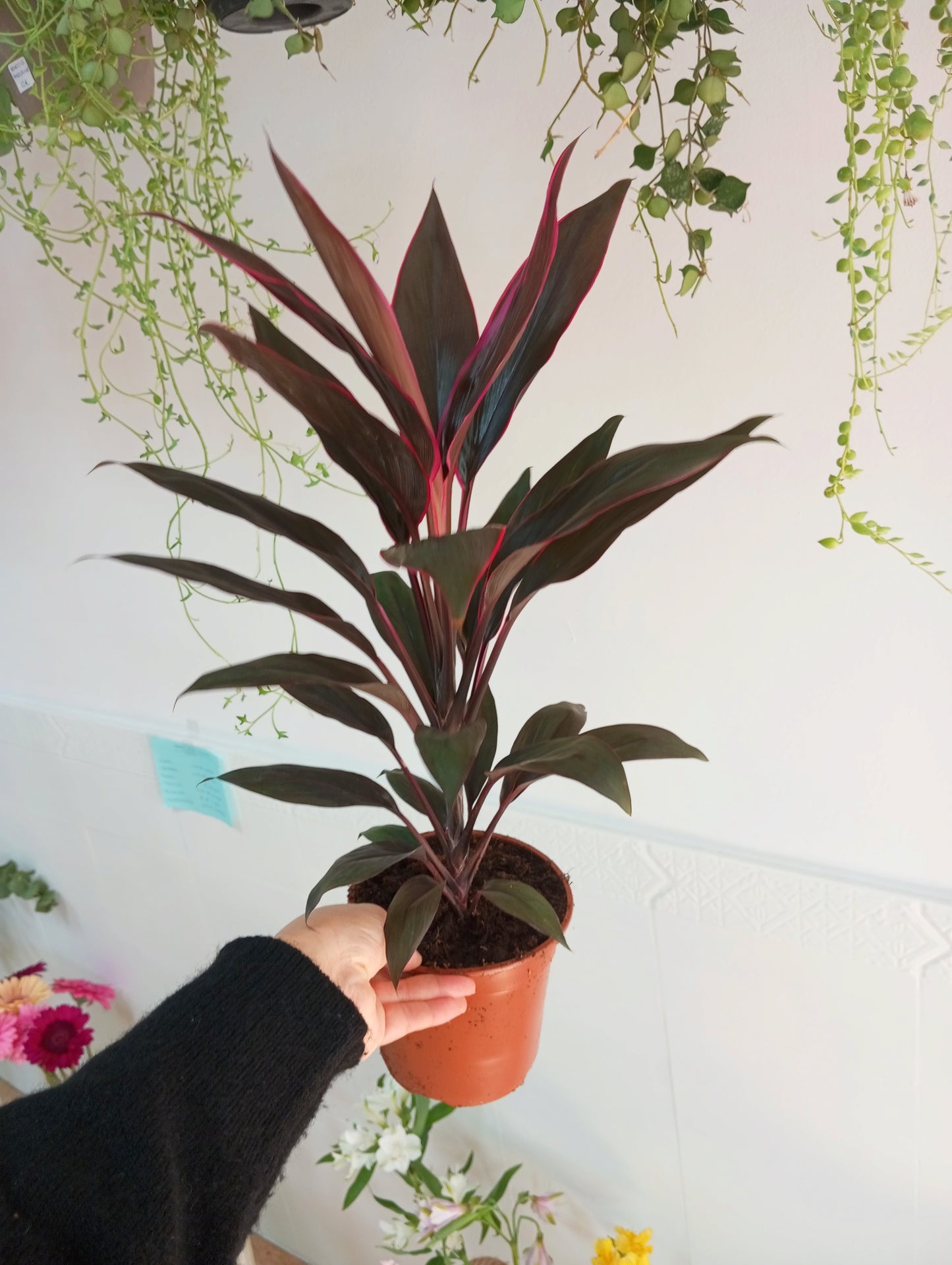 CORDYLINE TANGO