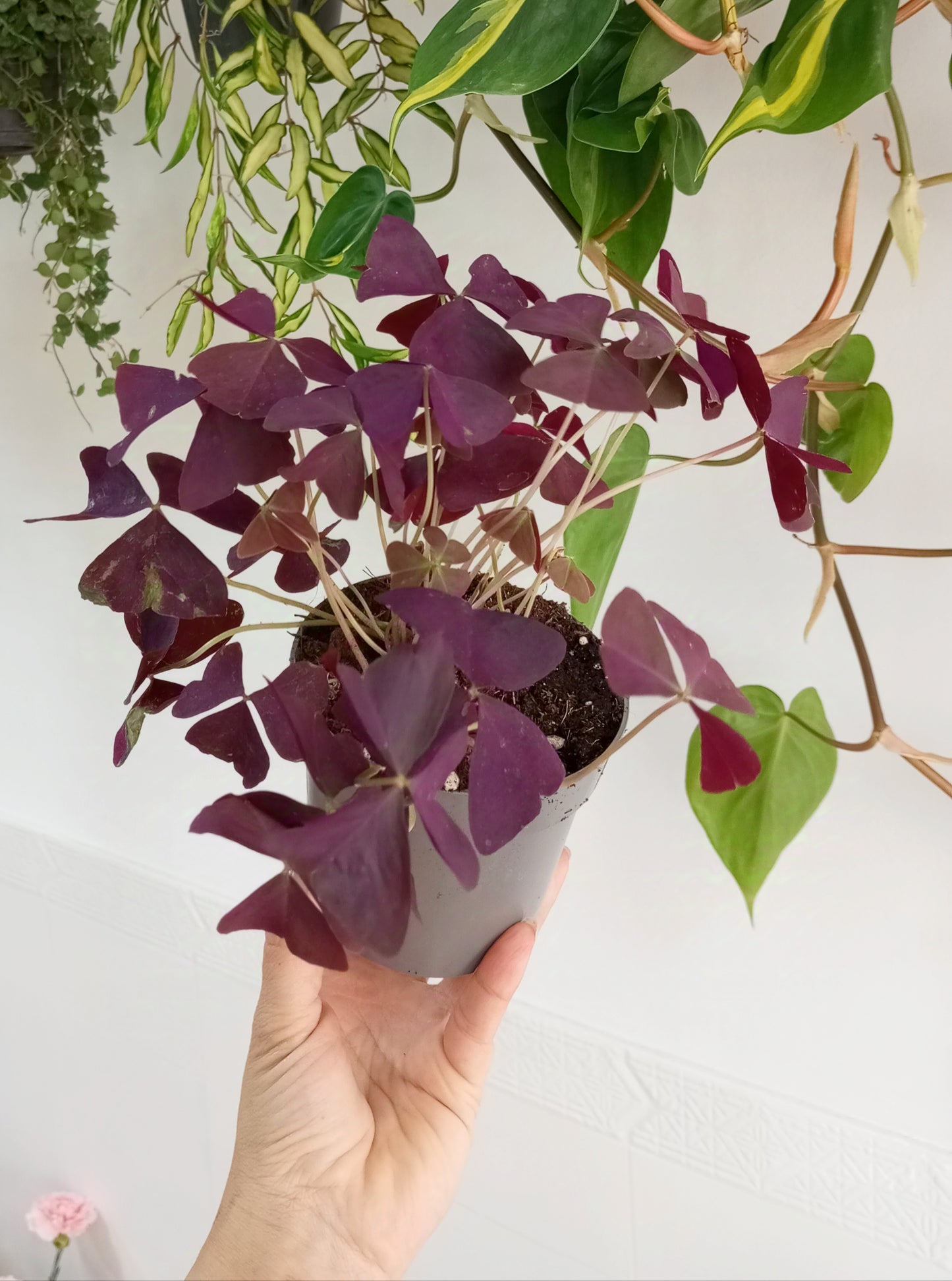 OXALIS TRIANGULARIS