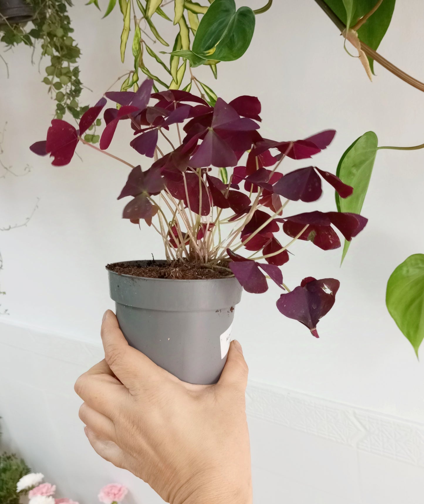 OXALIS TRIANGULARIS