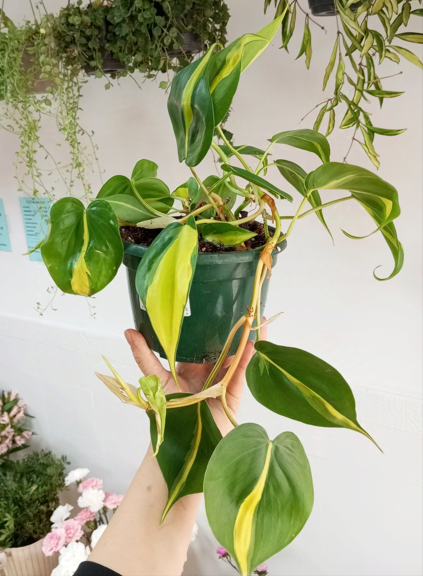 PHILODENDRON BRASIL