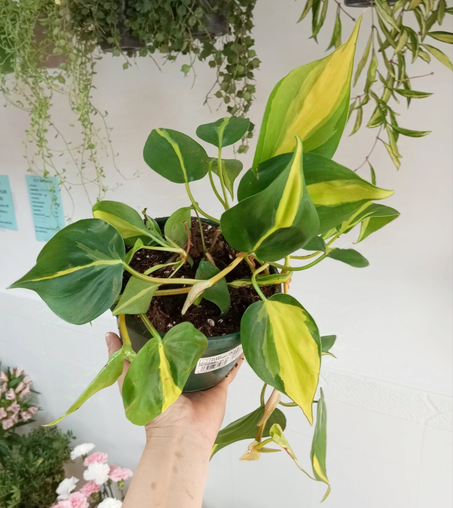 PHILODENDRON BRASIL