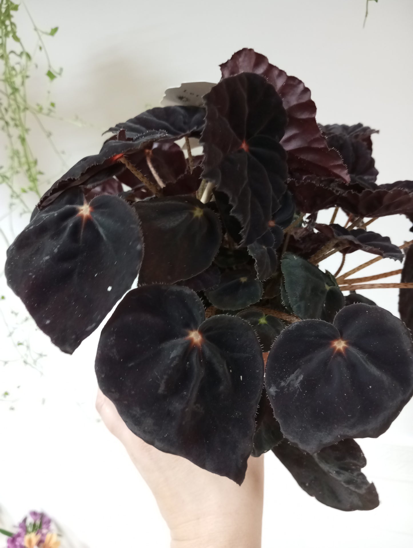 BEGONIA CONGA