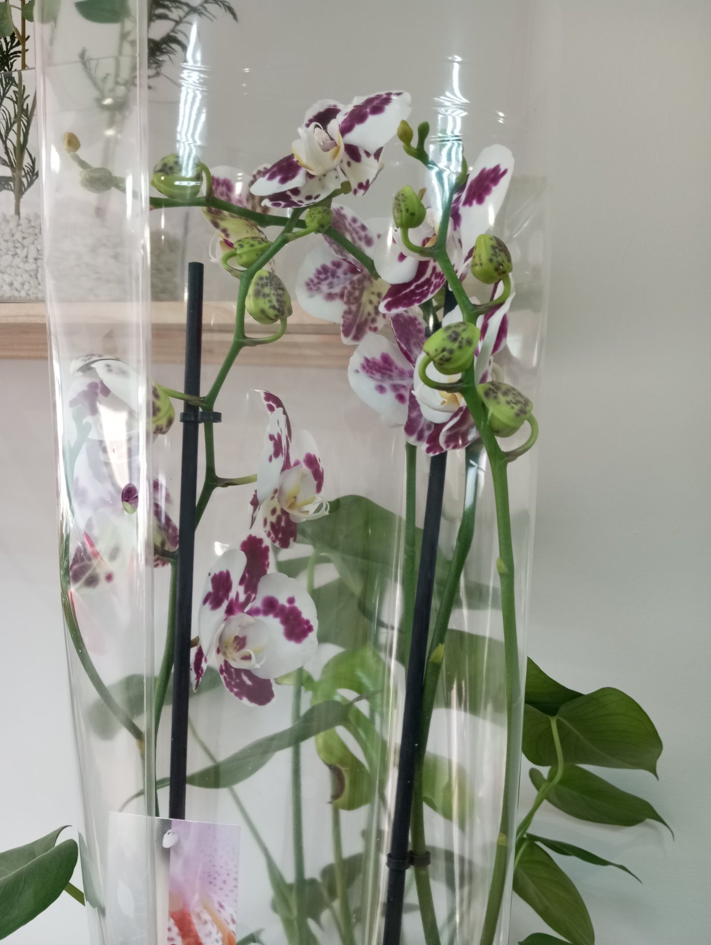 ORQUÍDEA 2 VARAS