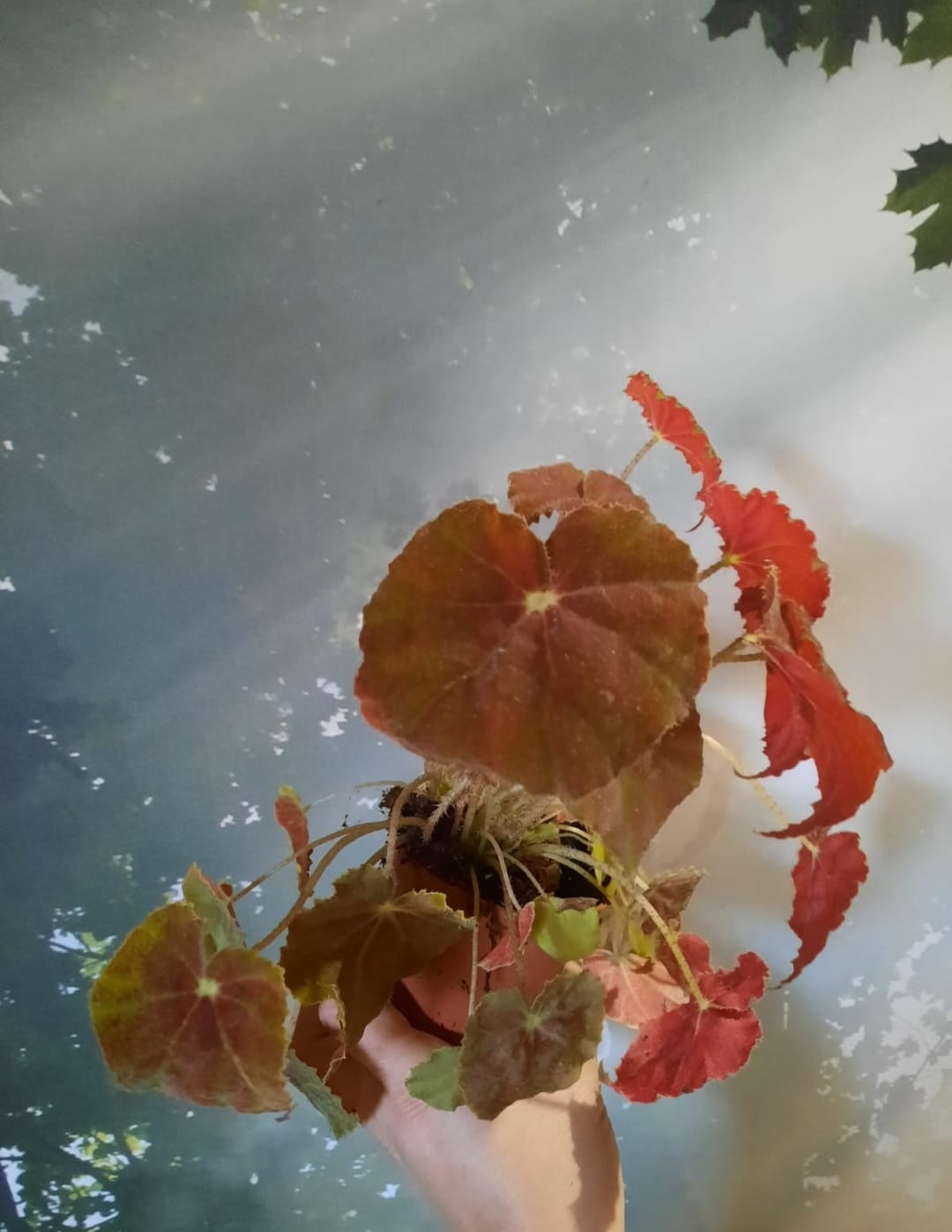BEGONIA AUTUNM EMBER