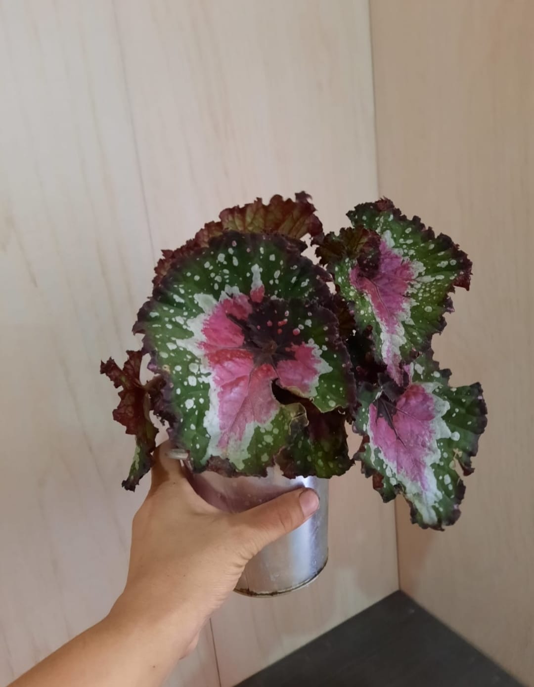 BEGONIA REX MACARENA