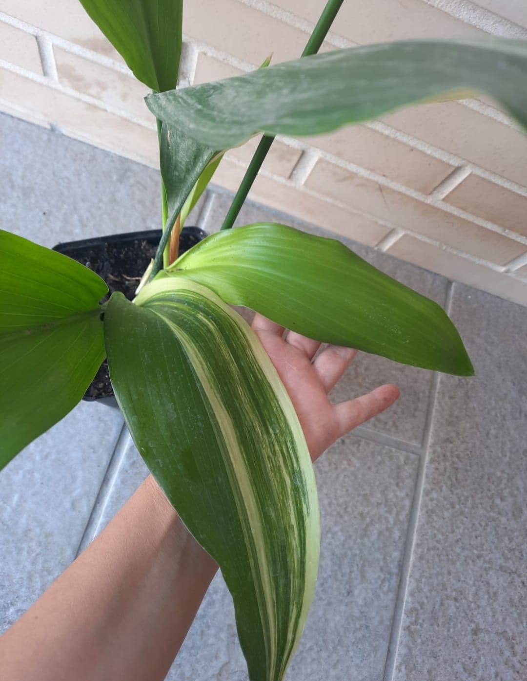 ASPIDISTRA VARIEGADA