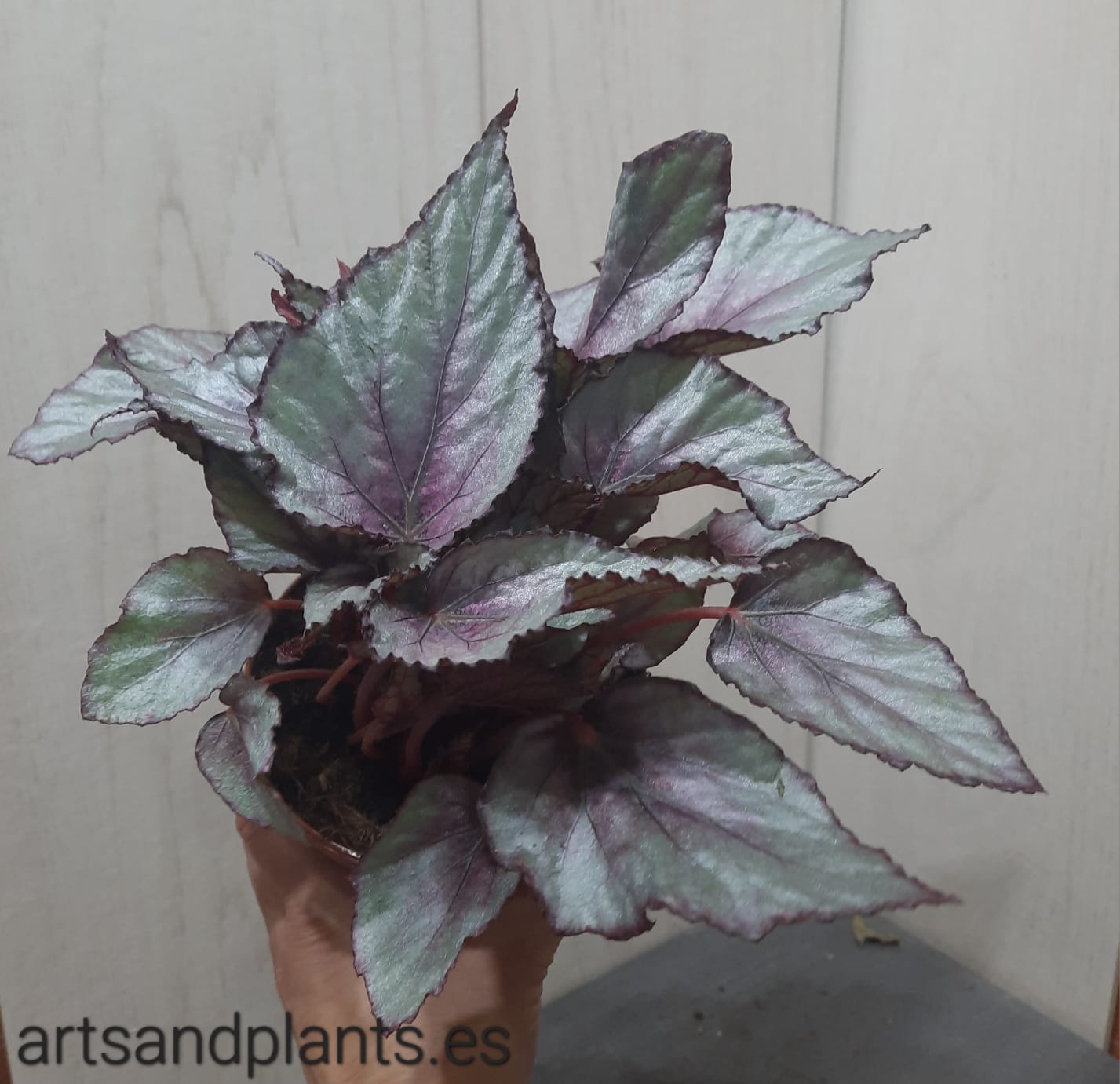 BEGONIA MAGIC PURPLE