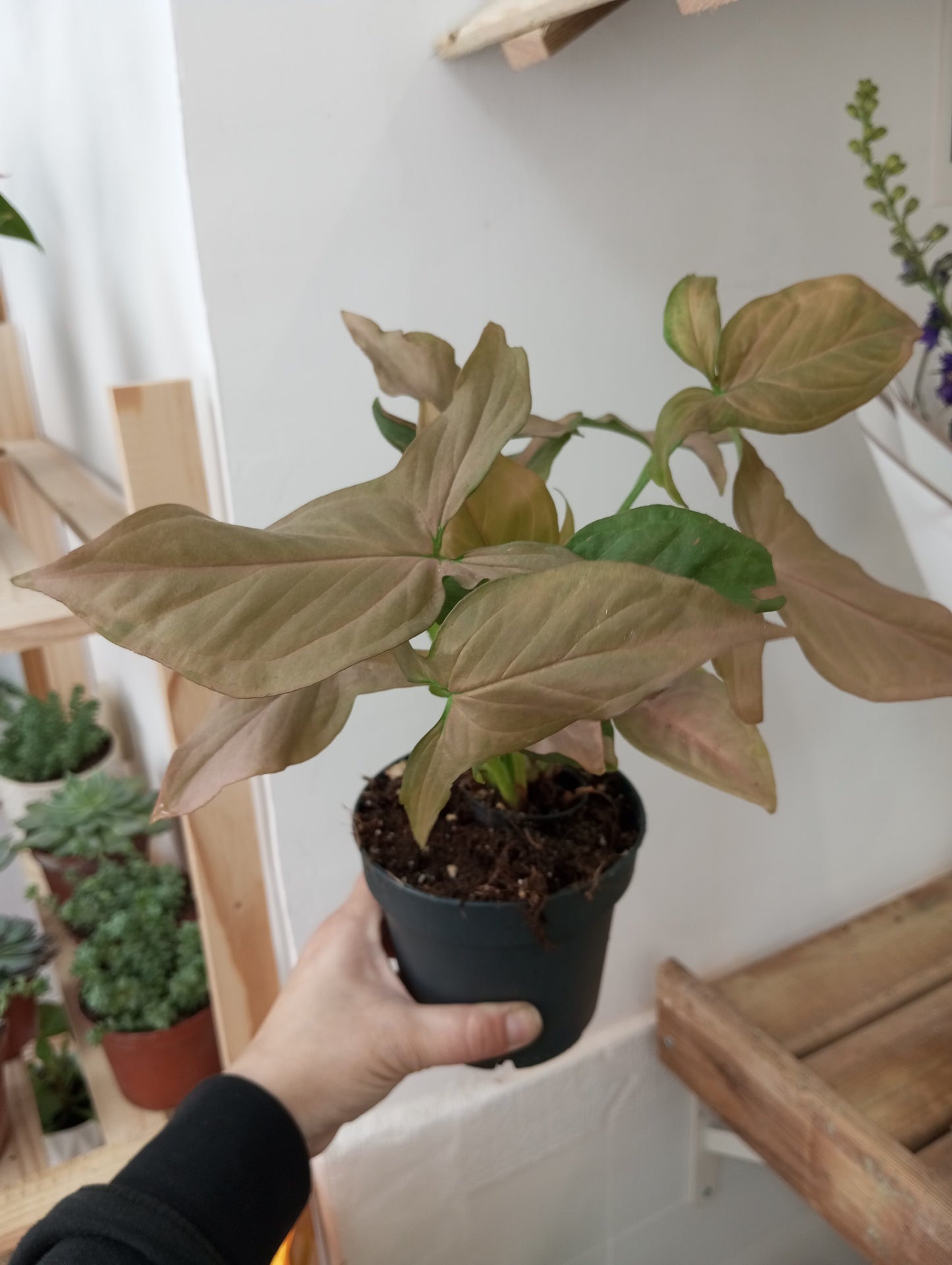 PLANTAS INTERIOR -50%