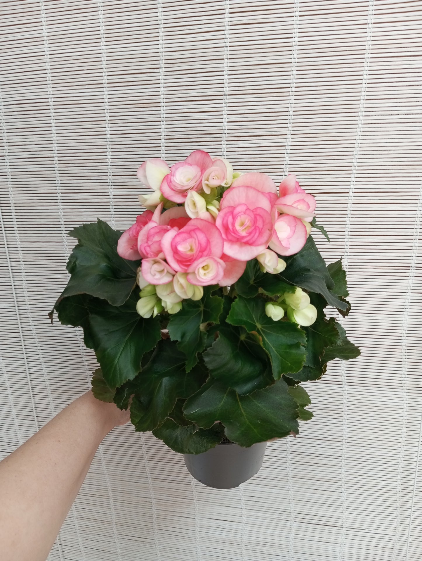 BEGONIA ELIATOR