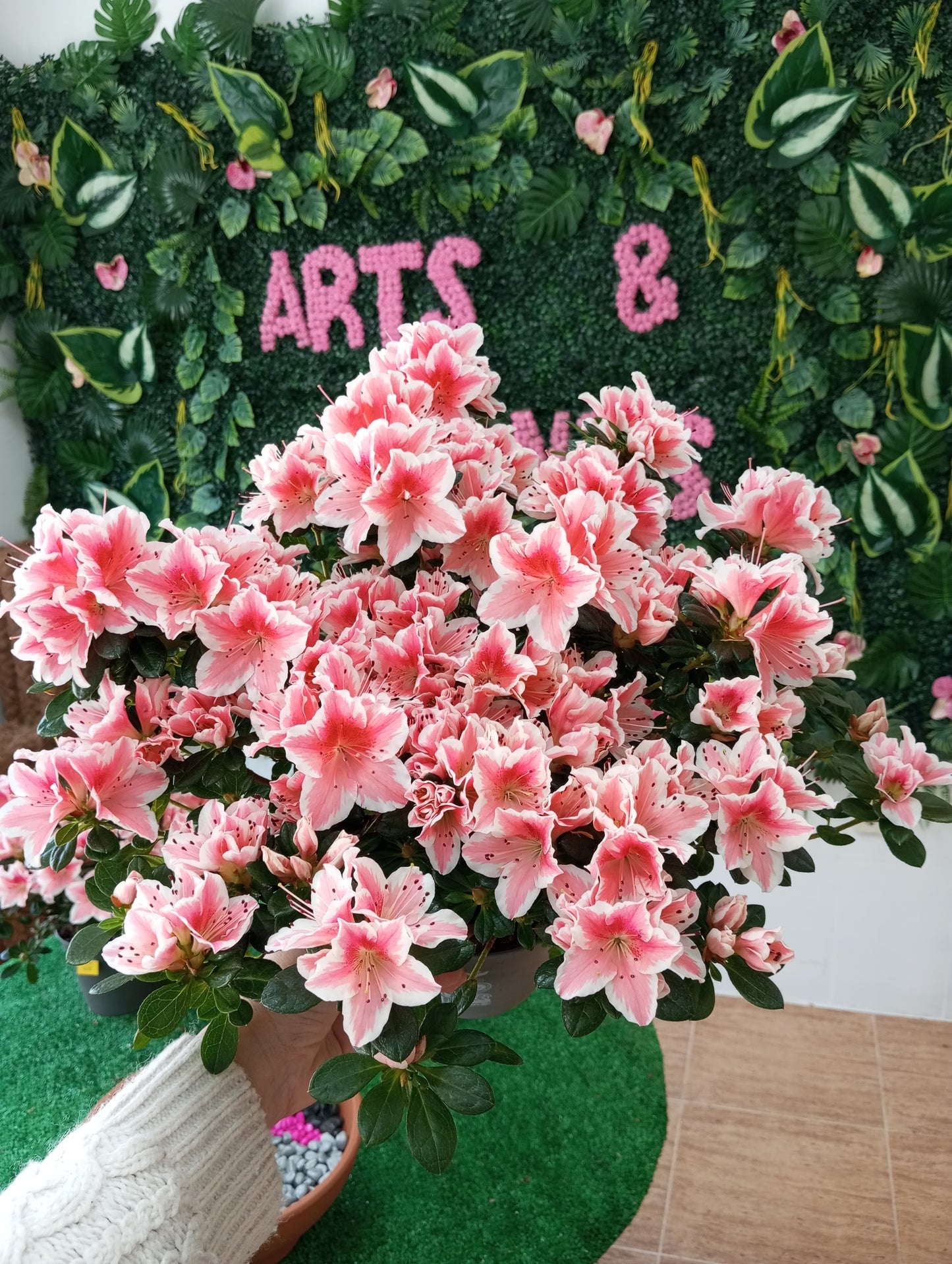 AZALEA