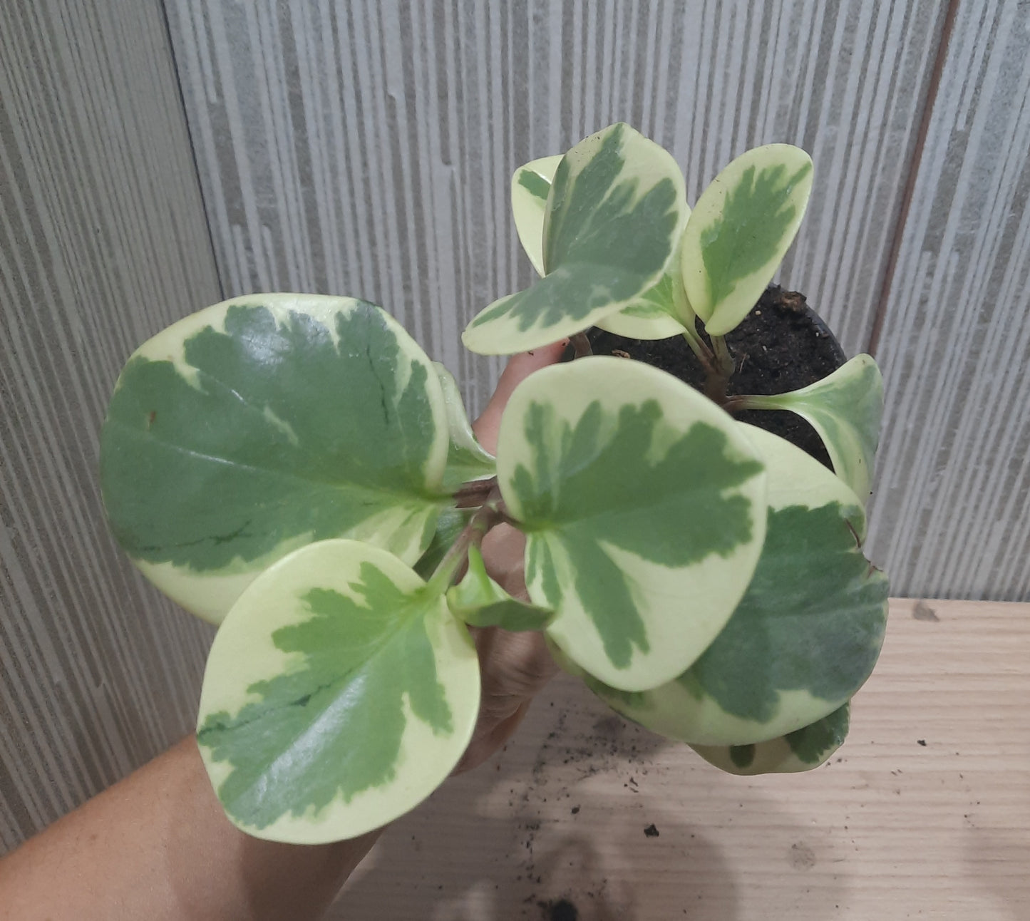 PEPEROMIA OBSTUSIFOLIA VARIEGADA