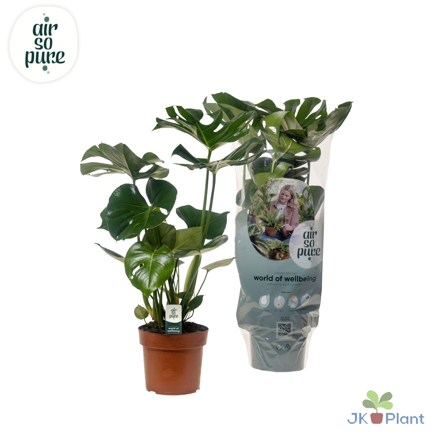 MONSTERA DELICIOSA
