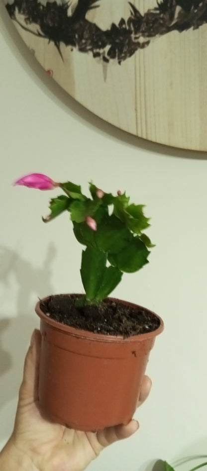 PEPEROMIA OBTIPAN BICOLOR