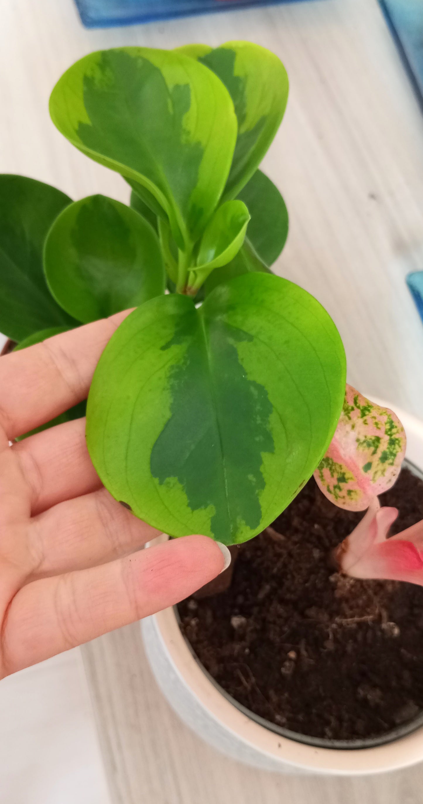 PEPEROMIA OBTIPAN BICOLOR