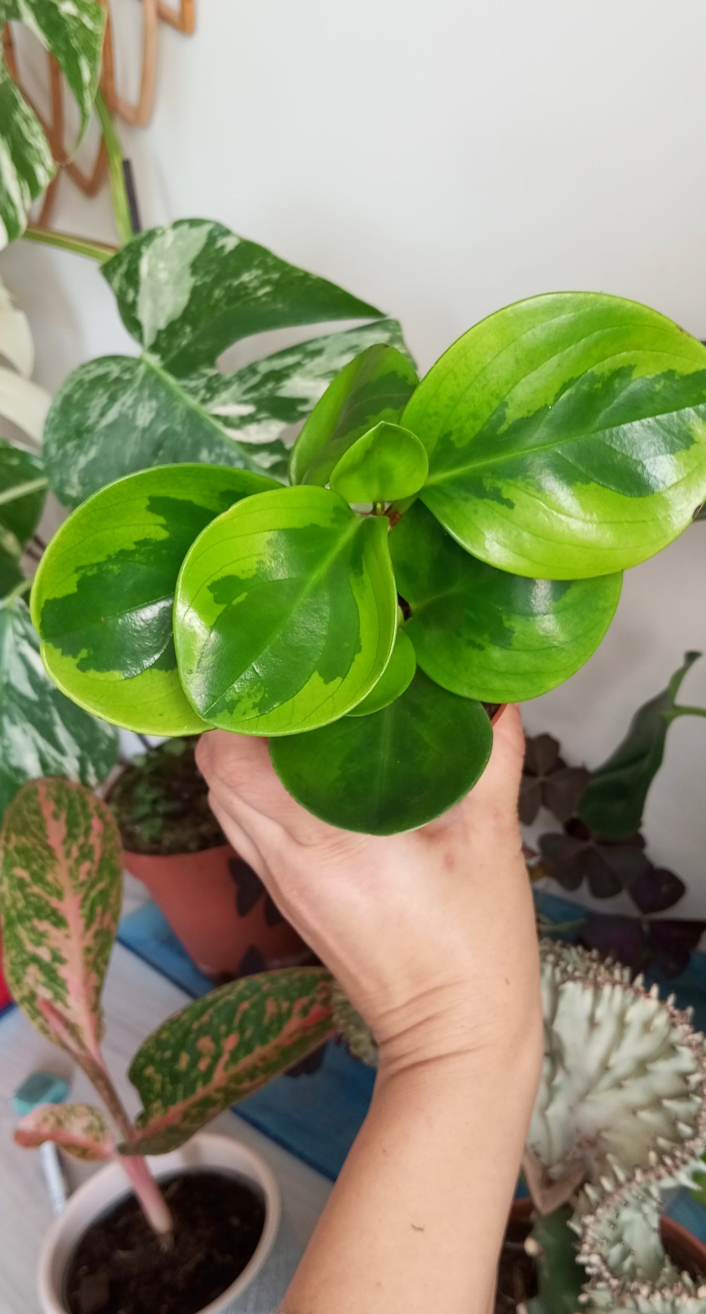PEPEROMIA OBTIPAN BICOLOR
