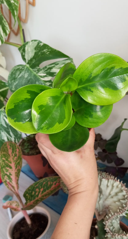 PEPEROMIA OBTIPAN BICOLOR