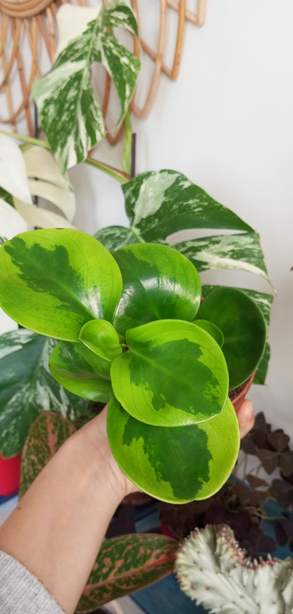 PEPEROMIA OBTIPAN BICOLOR