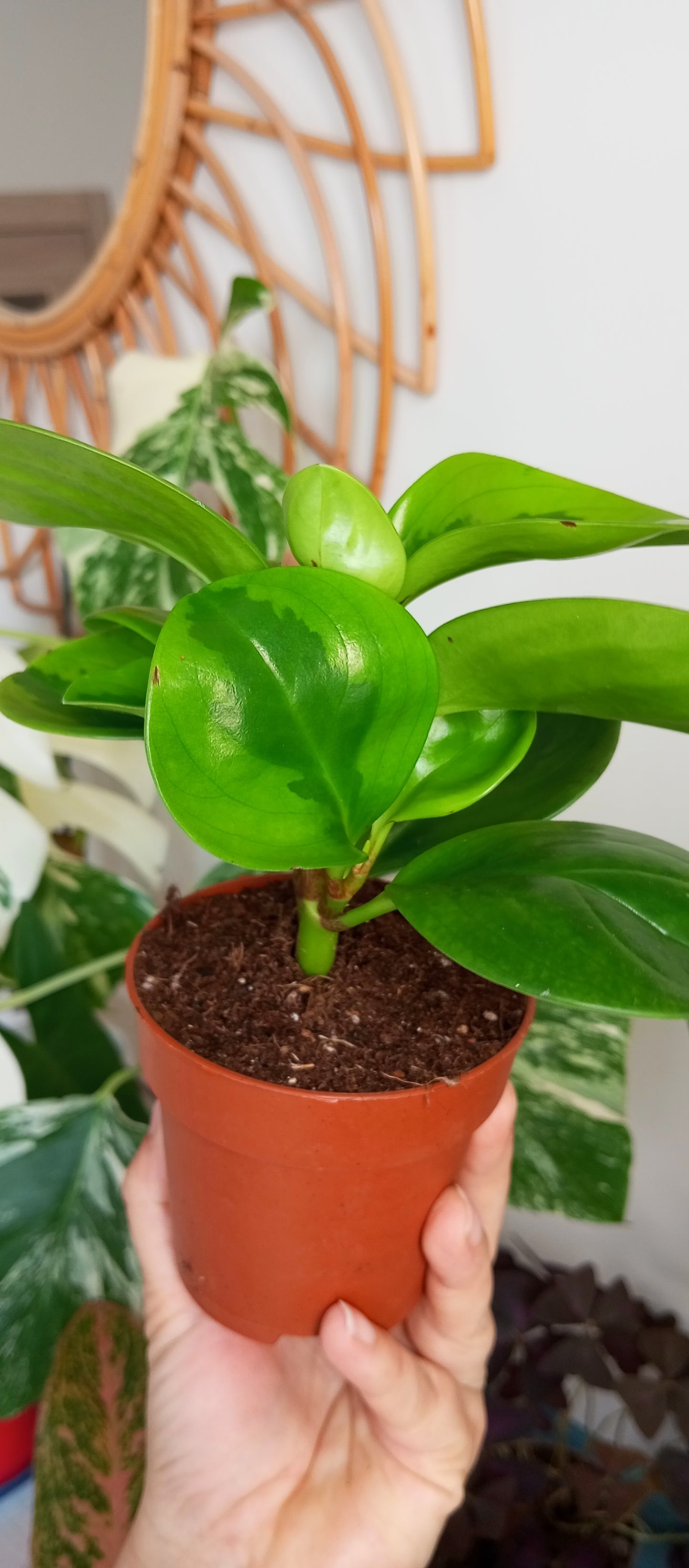 PEPEROMIA OBTIPAN BICOLOR