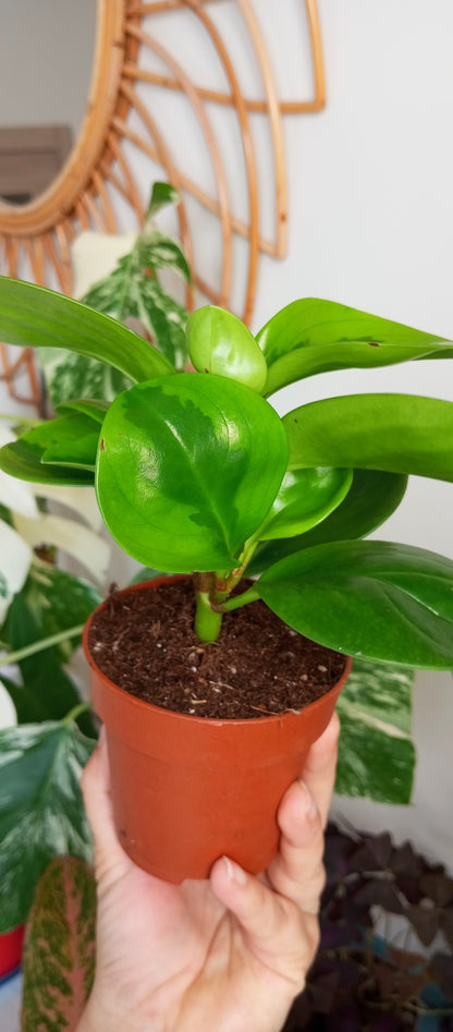 PEPEROMIA OBTIPAN BICOLOR