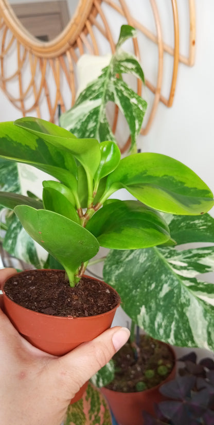 PEPEROMIA OBTIPAN BICOLOR