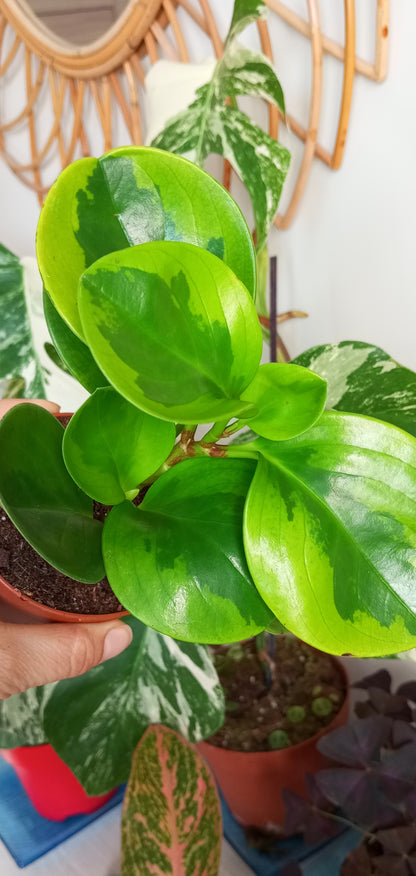 PEPEROMIA OBTIPAN BICOLOR