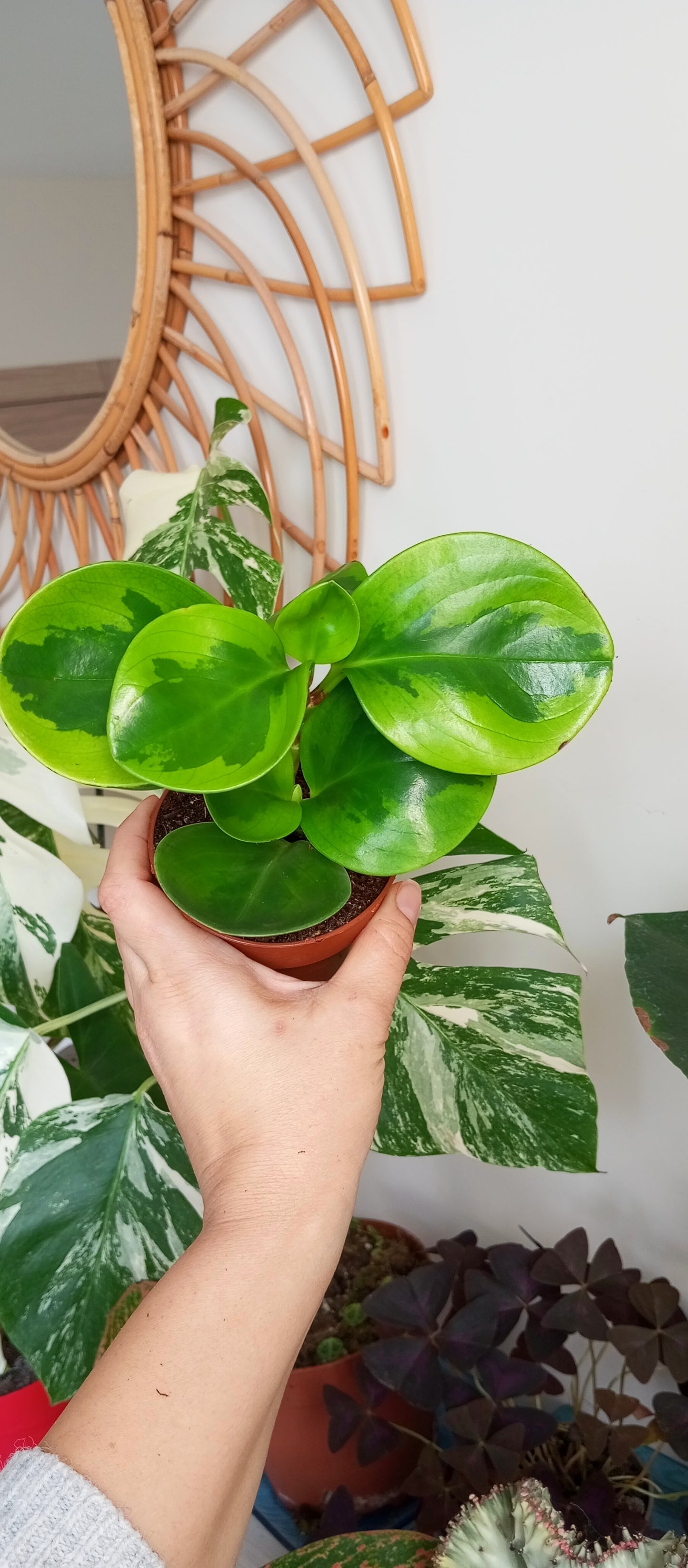 PEPEROMIA OBTIPAN BICOLOR