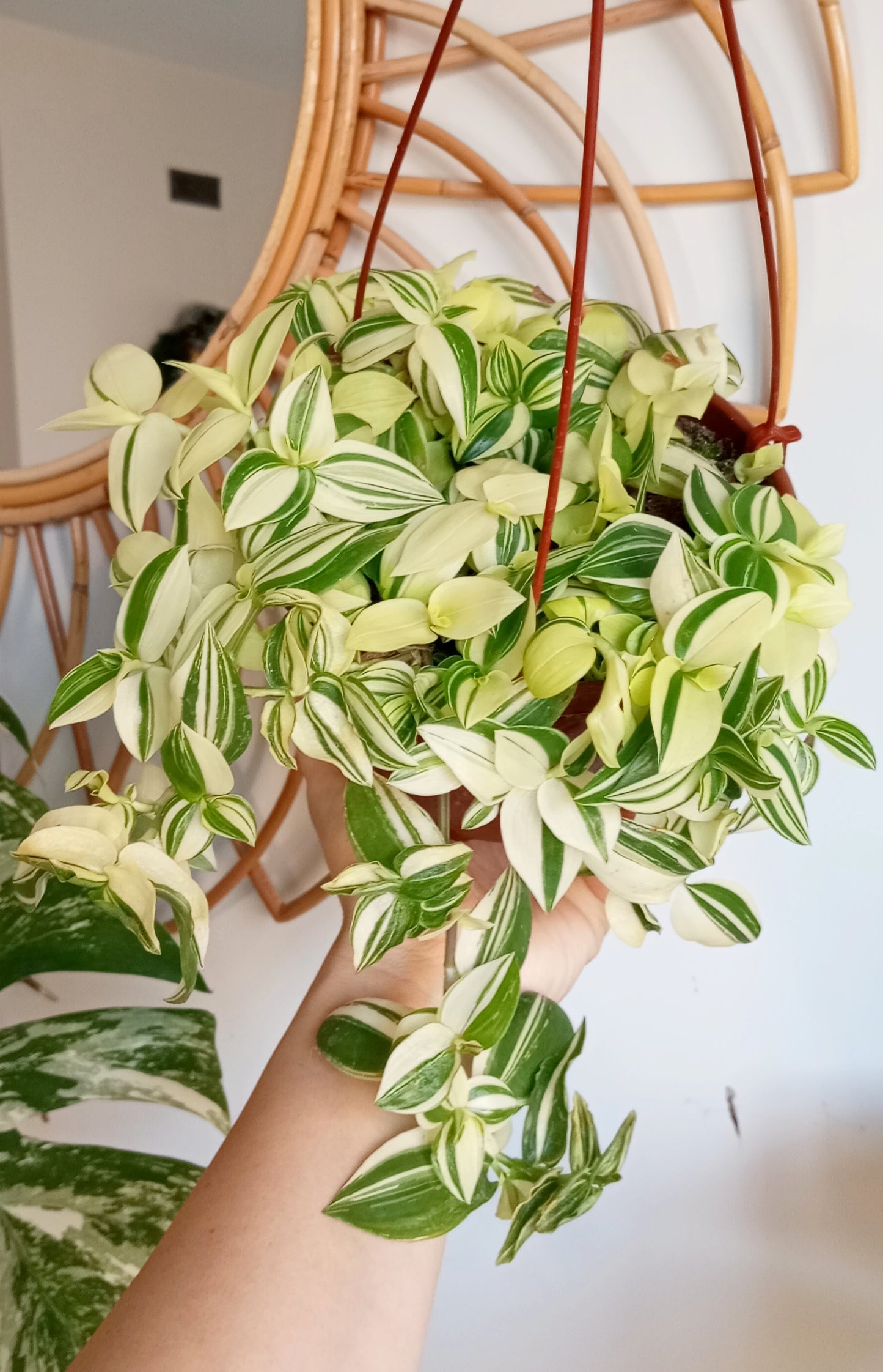 TRADESCANTIA FLUMINENSE VARIEGADA