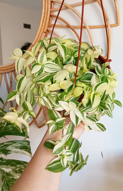 TRADESCANTIA FLUMINENSE VARIEGADA