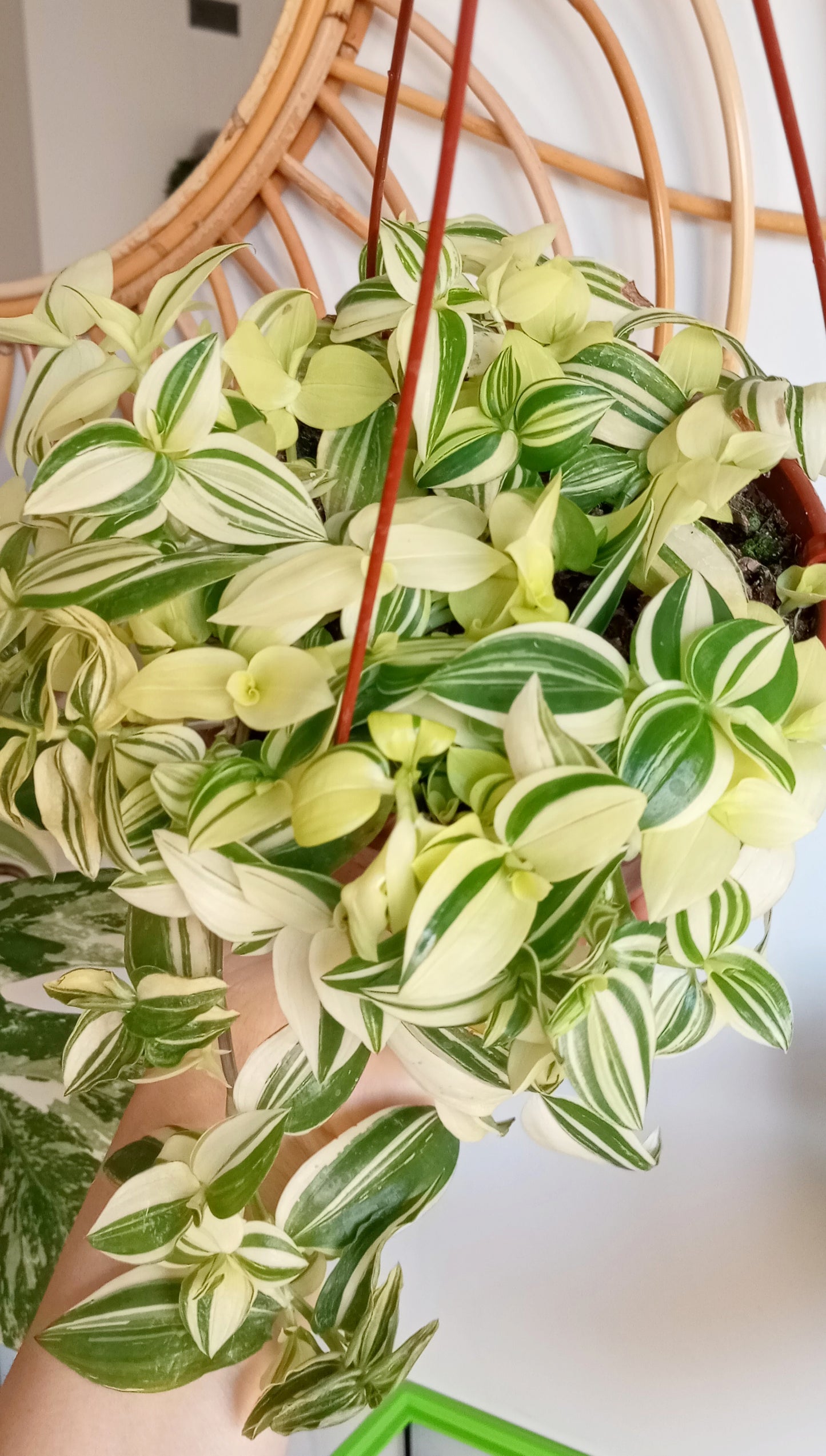 TRADESCANTIA FLUMINENSE VARIEGADA