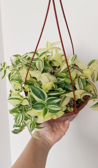 TRADESCANTIA FLUMINENSE VARIEGADA