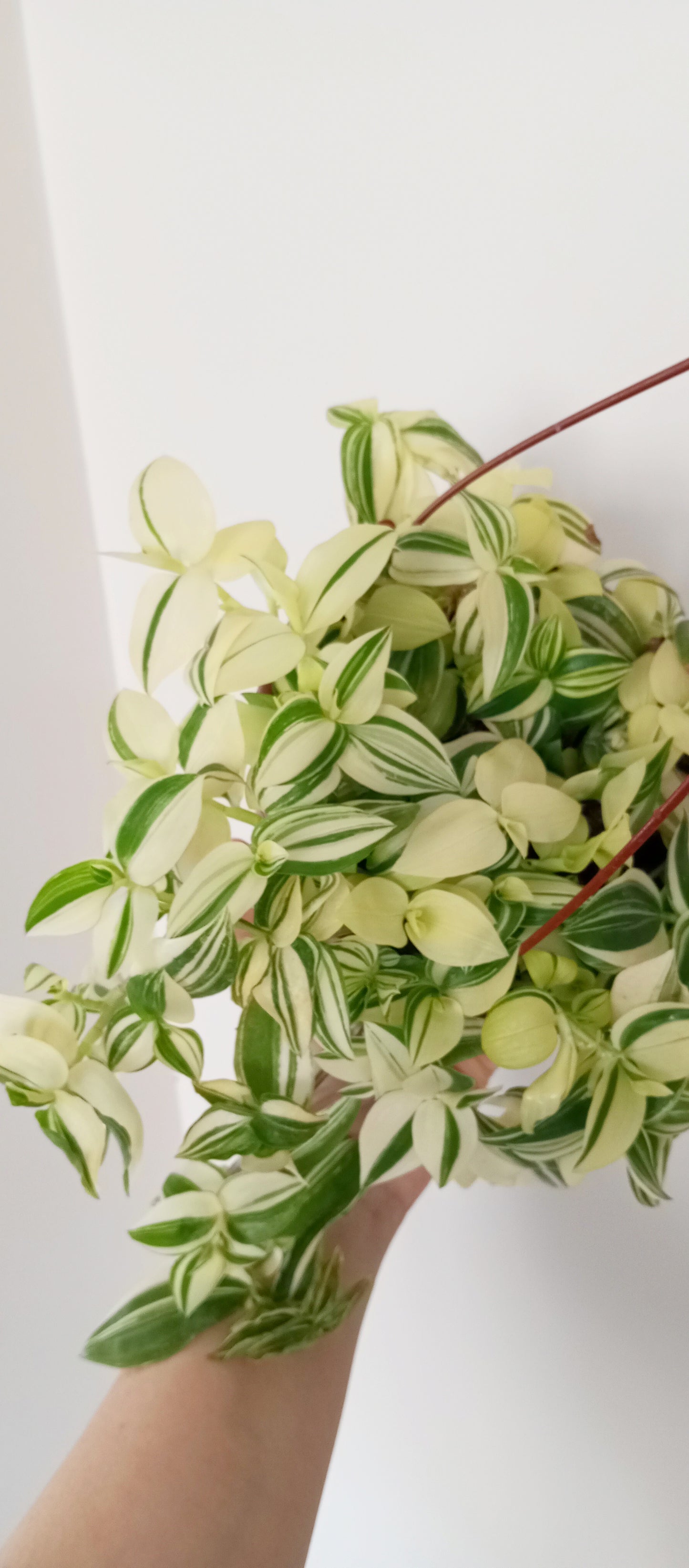 TRADESCANTIA FLUMINENSE VARIEGADA