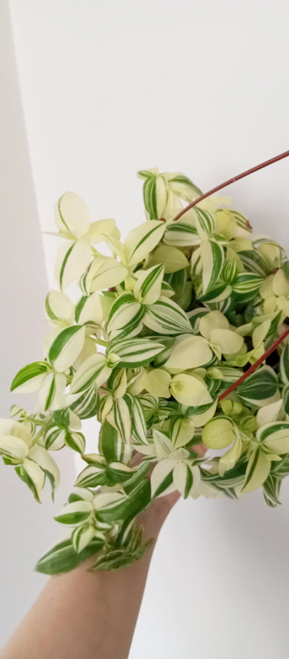 TRADESCANTIA FLUMINENSE VARIEGADA