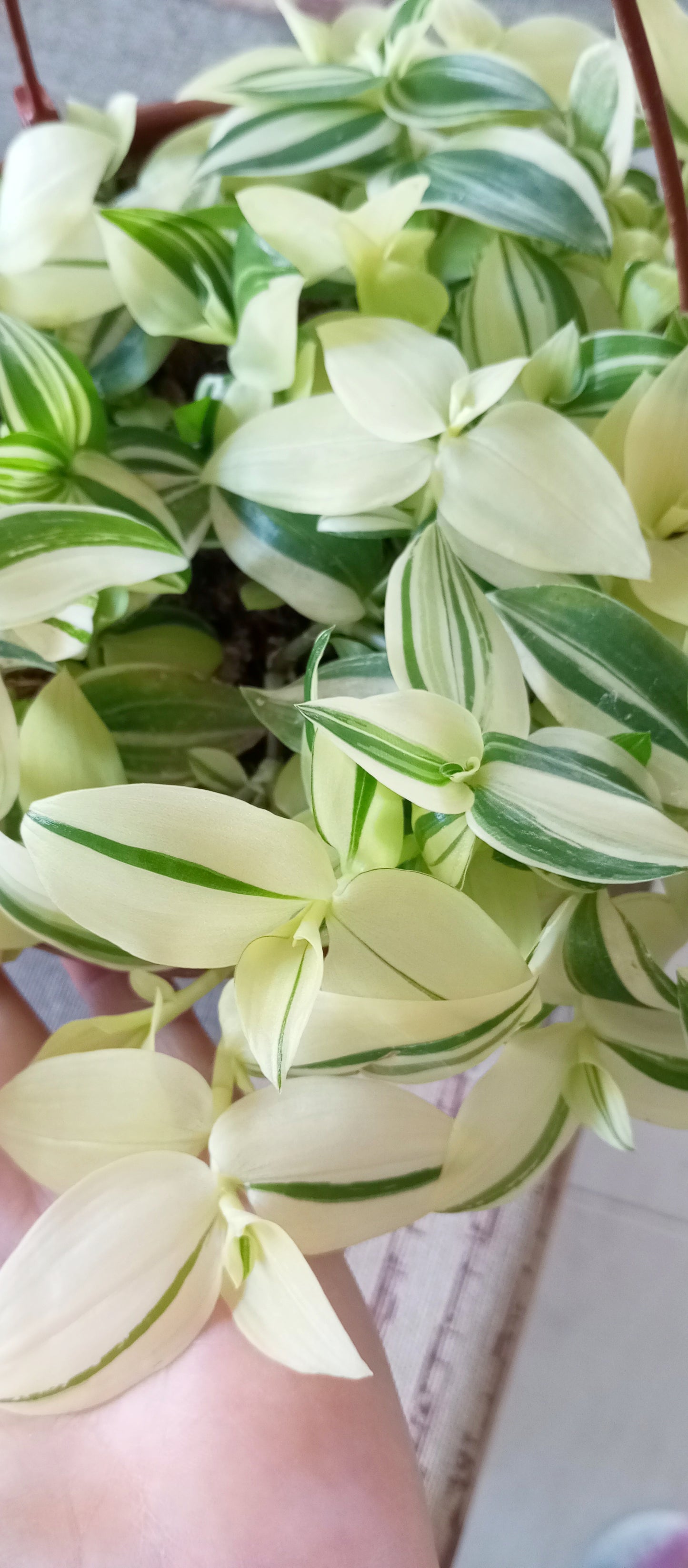 TRADESCANTIA FLUMINENSE VARIEGADA