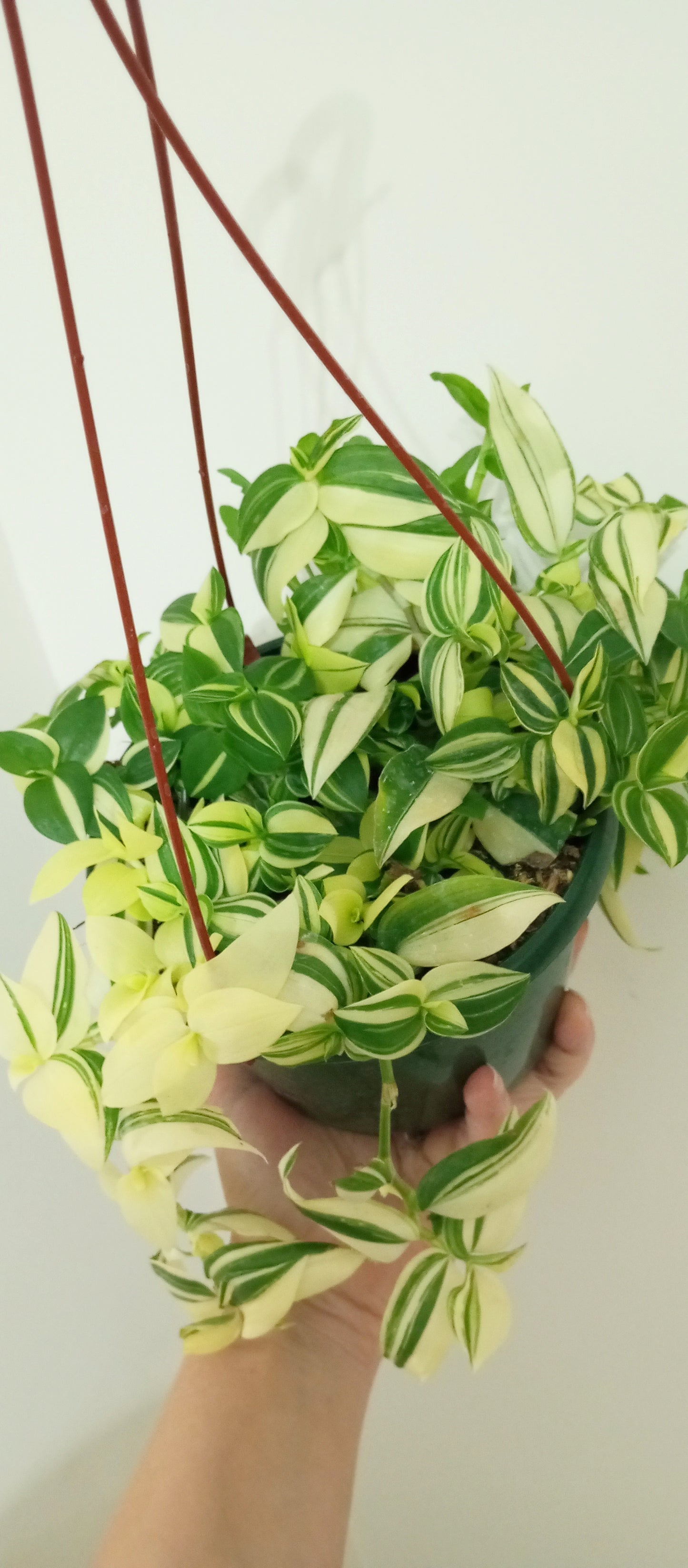 TRADESCANTIA FLUMINENSE VARIEGADA
