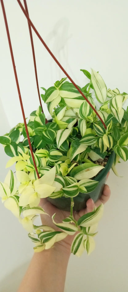 TRADESCANTIA FLUMINENSE VARIEGADA