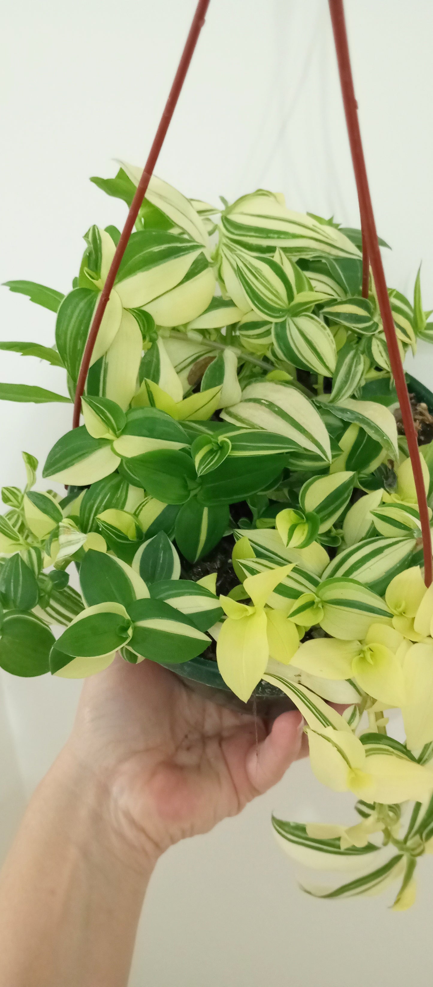 TRADESCANTIA FLUMINENSE VARIEGADA